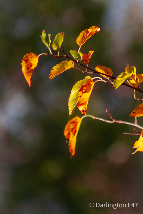 Осіння груша