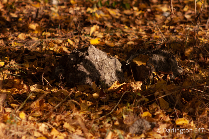 Камінь в листі