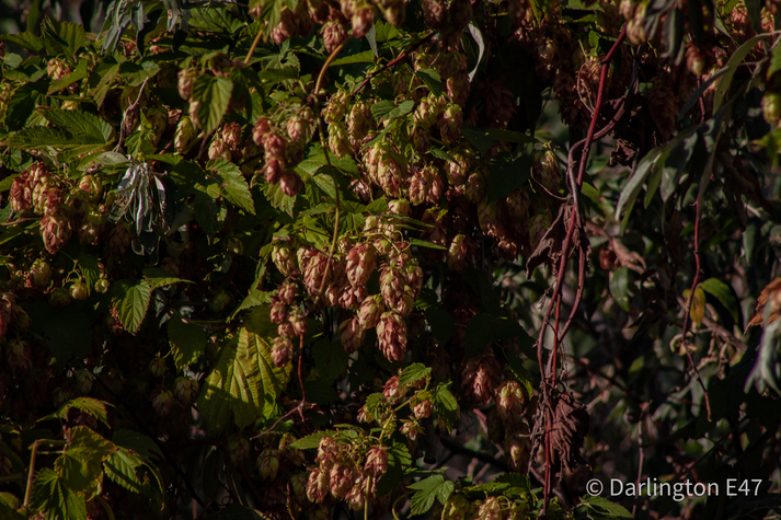 Кущ дикого хмелю