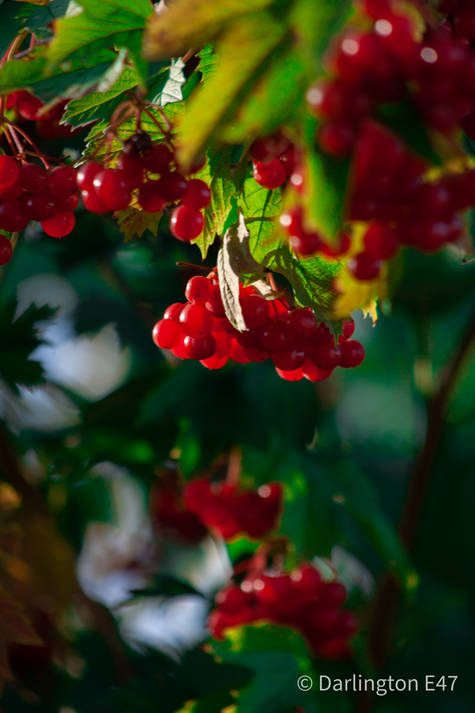 Калина в променях