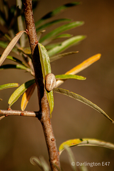 Равлик на листку